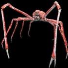Carangueijo aranha gigante