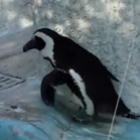 pinguim_brasileiro