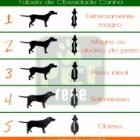 obesidade_ja_atinge_animais_de_estimacao_