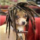 _chiuaua_dancando_salsa_like_a_boss