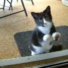 trollando_o_gatinho_na_porta_de_vidro