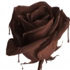 orquidea_com_cheiro_de_chocolate_e_uma_das_atracoes_do_vi_festival_de_orquideas_