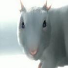 animacao__vida_de_rato_