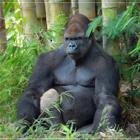 O gorila Idi, uma das estrelas do zoo de BH foi pro andar de cima!