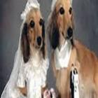 pastor_celebra_no_ceara_casamento_de_cachorros