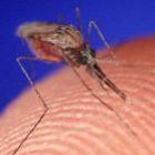 Mosquitos da Malária são atraídos pelos odores dos pés