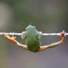 ra_ginasta_se_equilibra_em_fio_a_dois_metros_de_altura