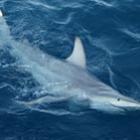 Cientistas descobrem tubarão híbrido