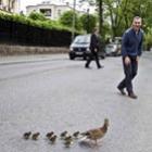politico_para_transito_para_patos_atravessarem_rua