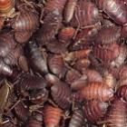 os_8_locais_mais_contaminados_do_shopping