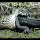 Cobra gigante mata e devora um crocodilo imagens incriveis...