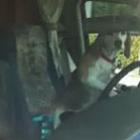Cachorro esquecido em carro ficou buzinando até seu dono ir buscá-lo 