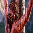 a_crucificacao_do_ponto_de_vista_medico