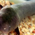 por_que_peixeeletrico_da_choque