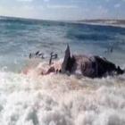 Tubarões devoram baleia a poucos metros da areia na Austrália. Veja vídeo