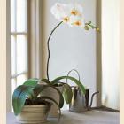 como_cuidar_de_orquideas