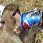 buffet_para_macacos_em_festival_na_tailandia