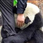 Retrato do desespero – Urso panda sobrevivente da tragédio no Japão