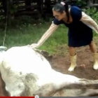 mulher_leva_coice_de_vaca_recem_parida_