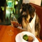 Cães almoçando em restaurante (vídeo)