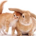 gato_e_coelho_brincam_de_pegapega