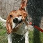 imagens_de_cachorros_capturadas_no_momento_certo