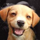 como_educar_um_cachorro_para_ser_um_cao_feliz_e_obediente