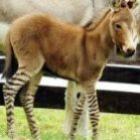 nao_e_nem_zebra_e_nem_jumento_e_o_zendok