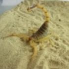 Leiurus quinquestriatus, o escorpião que persegue a morte.