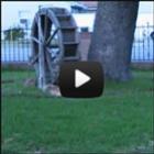 efeitos_das_dorgas_nos_caes