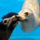 Existe beijo no mundo animal? Veja curiosidades