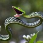 imagens_incriveis_e_belas_fotografias_do_mundo_animal