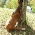 top_animais_curiosos