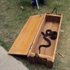 Funcionários dos Correios acham 2 cobras em encomenda em MG