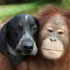 os_animais_nao_tem_preconceito_23_fotos
