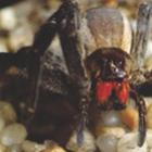 picada_de_aranha_cabeluda_causa_erecao_de_4_horas