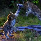 as_melhores_fotos_da_national_geographic_em_dezembro_de_2011_48_fotos