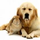 quais_tipos_de_animais_de_estimacao_podemos_ter_em_casa_