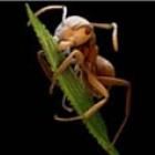 Fotos microscópicas de insetos