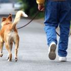 animais_de_estimacao_e_calor_humano