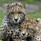 top_5__animais_terrestres_mais_velozes_do_mundo_