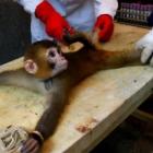 banimento_de_transporte_de_animais_poe_ciencia_britanica_em_risco