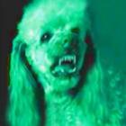 americana_diz_que_poodle_possuida_pelo_diabo_levou_caos_a_familia