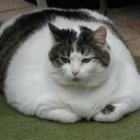 entenda_os_problemas_da_obesidade_para_a_saude_dos_gatos