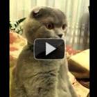 gatinho_assustado_assistindo_star_wars_