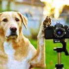 as_15_fotos_mais_animais_que_voce_vera_hoje_