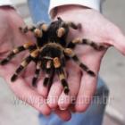 animais_de_estimacao_exoticos_exigem_cuidados_especiais_
