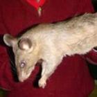 rato_gigante_e_encontrado_no_zimbabue