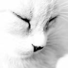 tratamentos_alternativos_para_animais