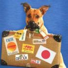 14_dicas_para_viajar_com_o_seu_pet
